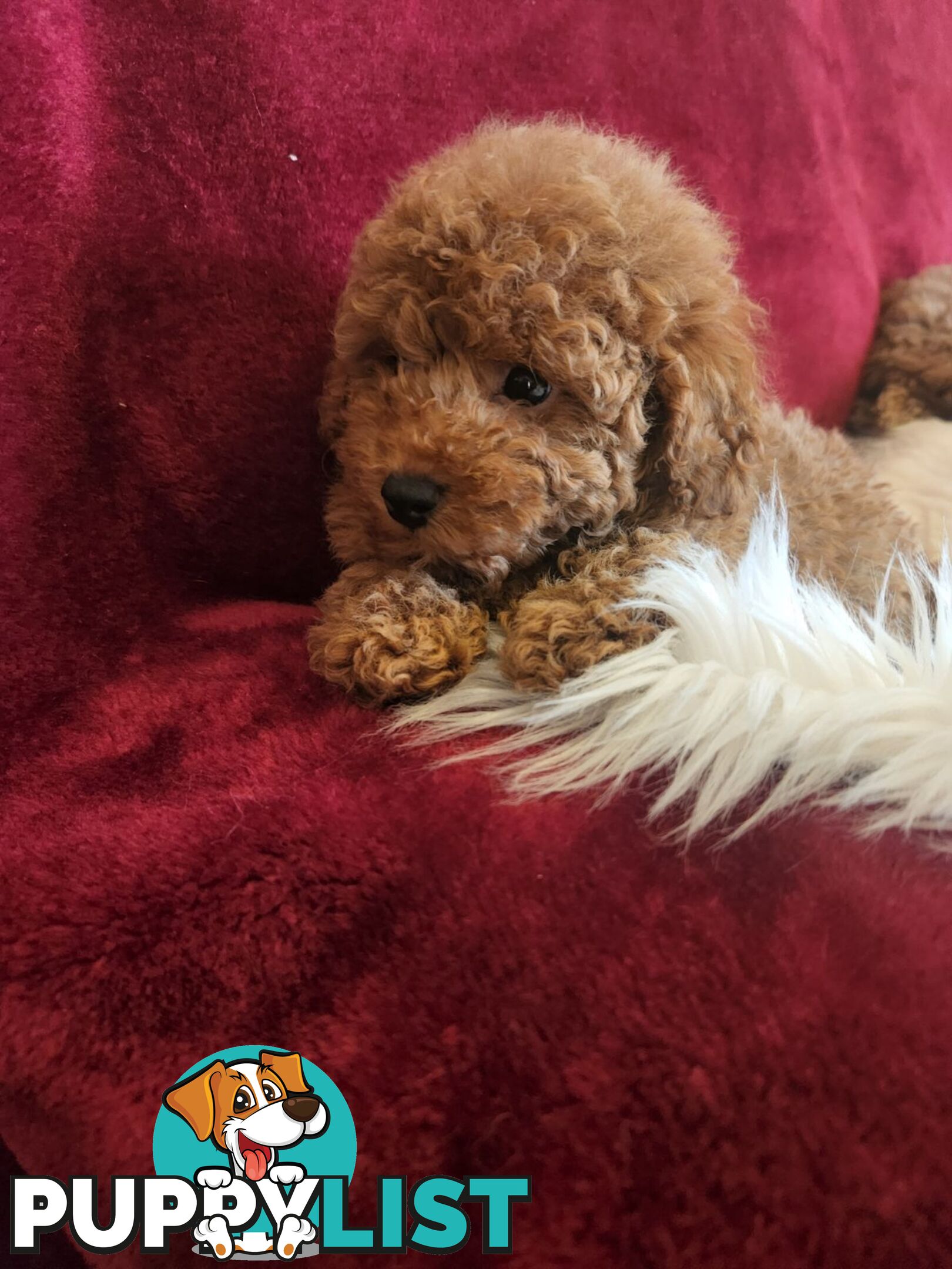 Toy Poodles REDUCED now good homes required DNA clear pure-bred