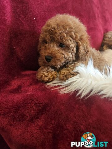 Toy Poodles REDUCED now good homes required DNA clear pure-bred