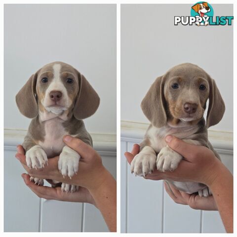 Purebred Miniature Dilute Dachshunds