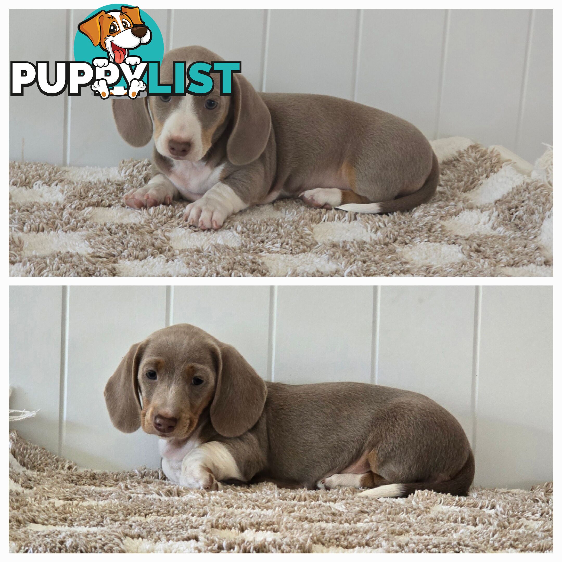 Purebred Miniature Dilute Dachshunds