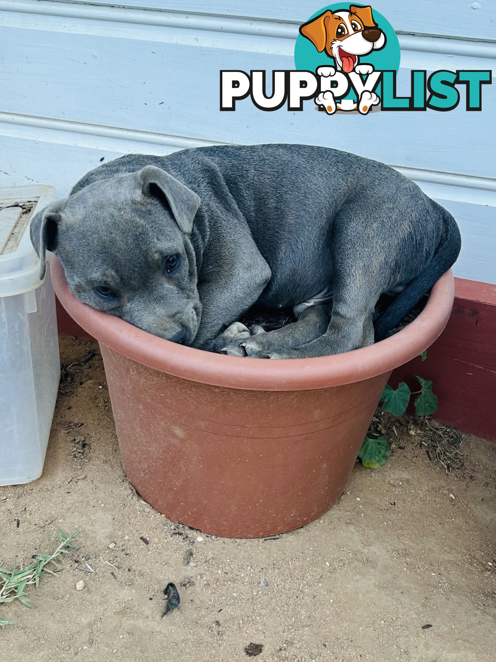 Pure Blue English Staffy Pups