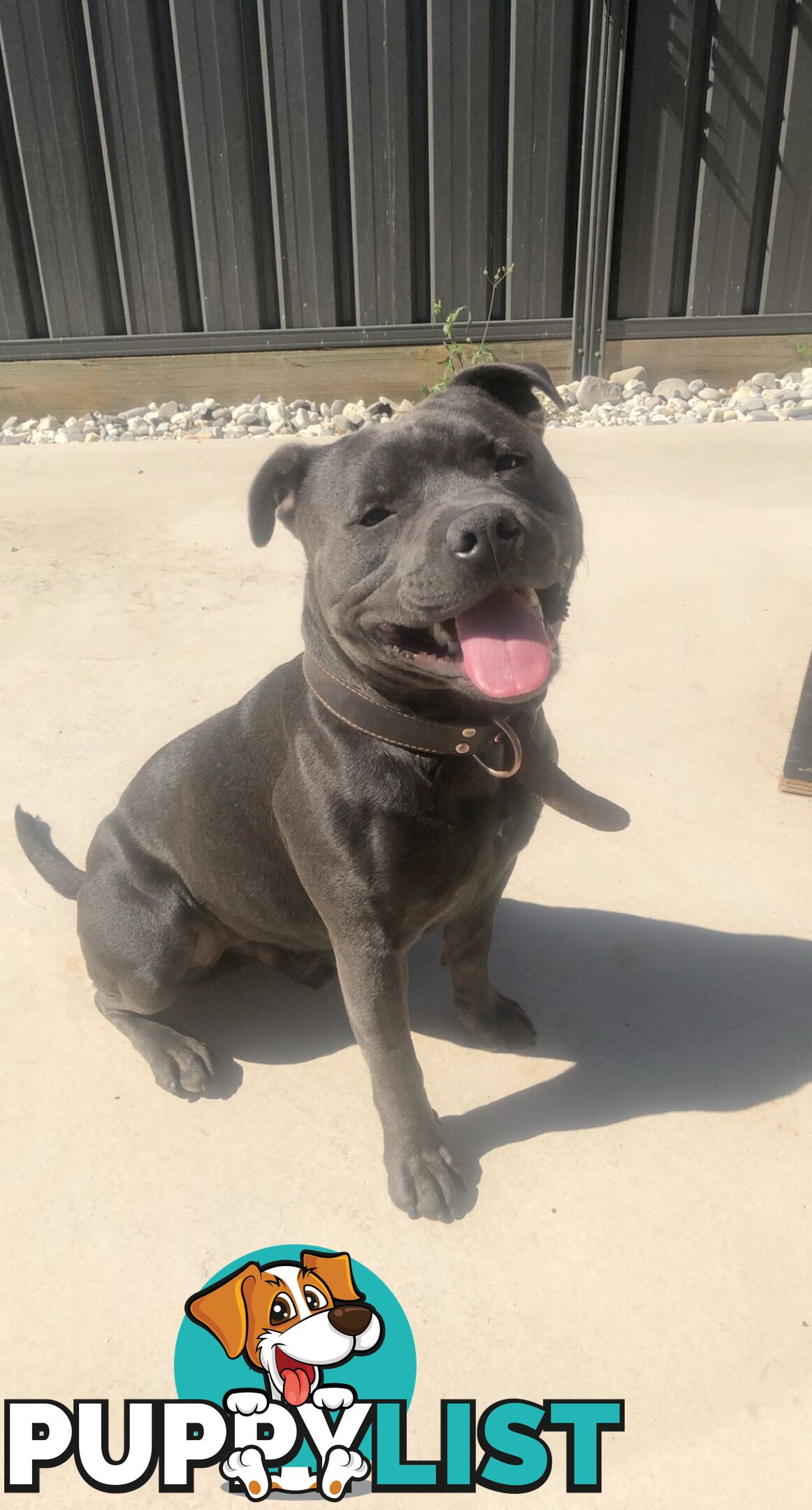 Pure Blue English Staffy Pups