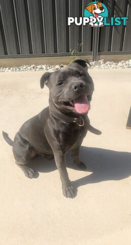 Pure Blue English Staffy Pups