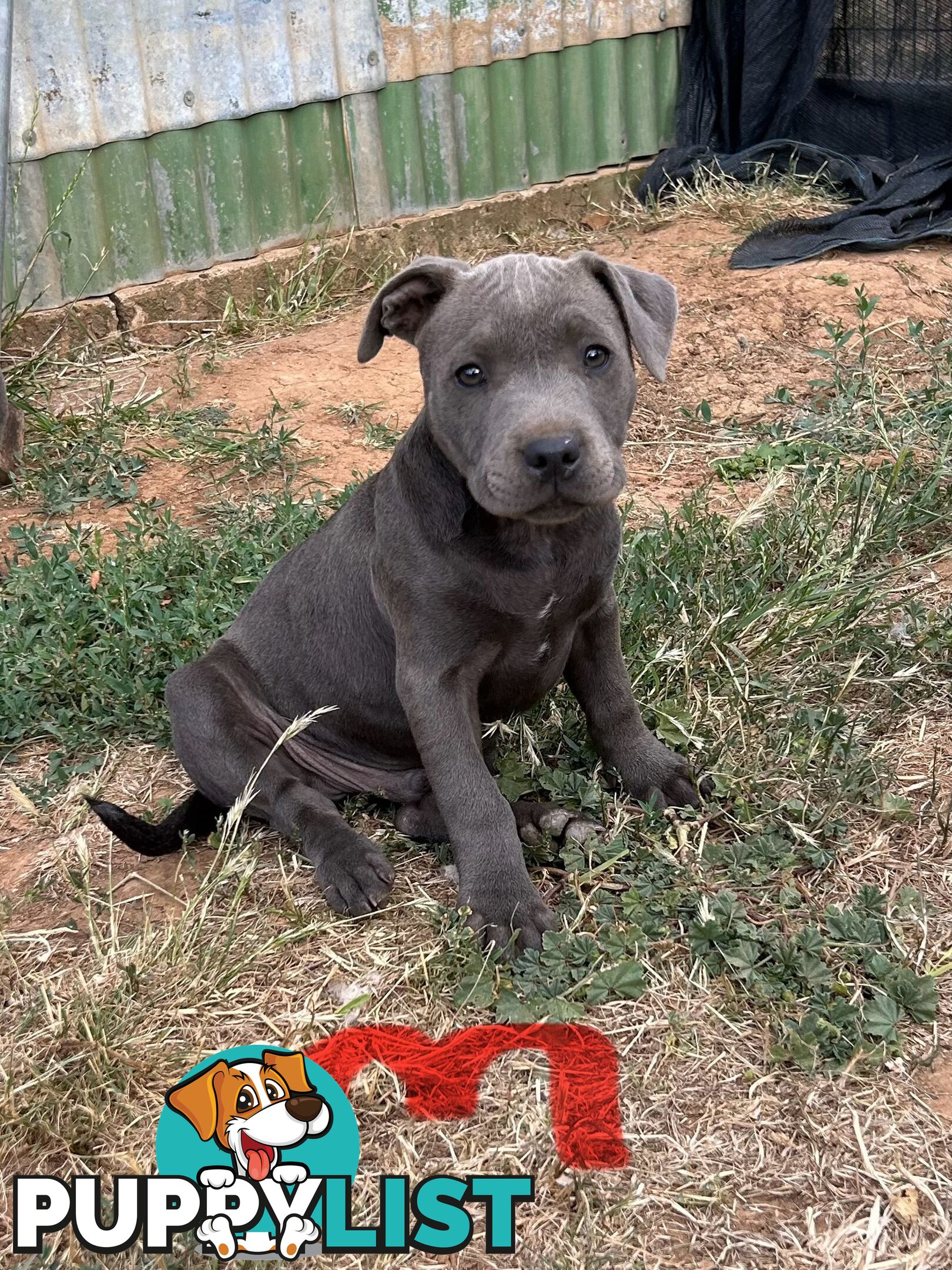 Pure Blue English Staffy Pups