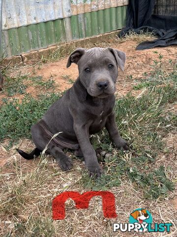 Pure Blue English Staffy Pups