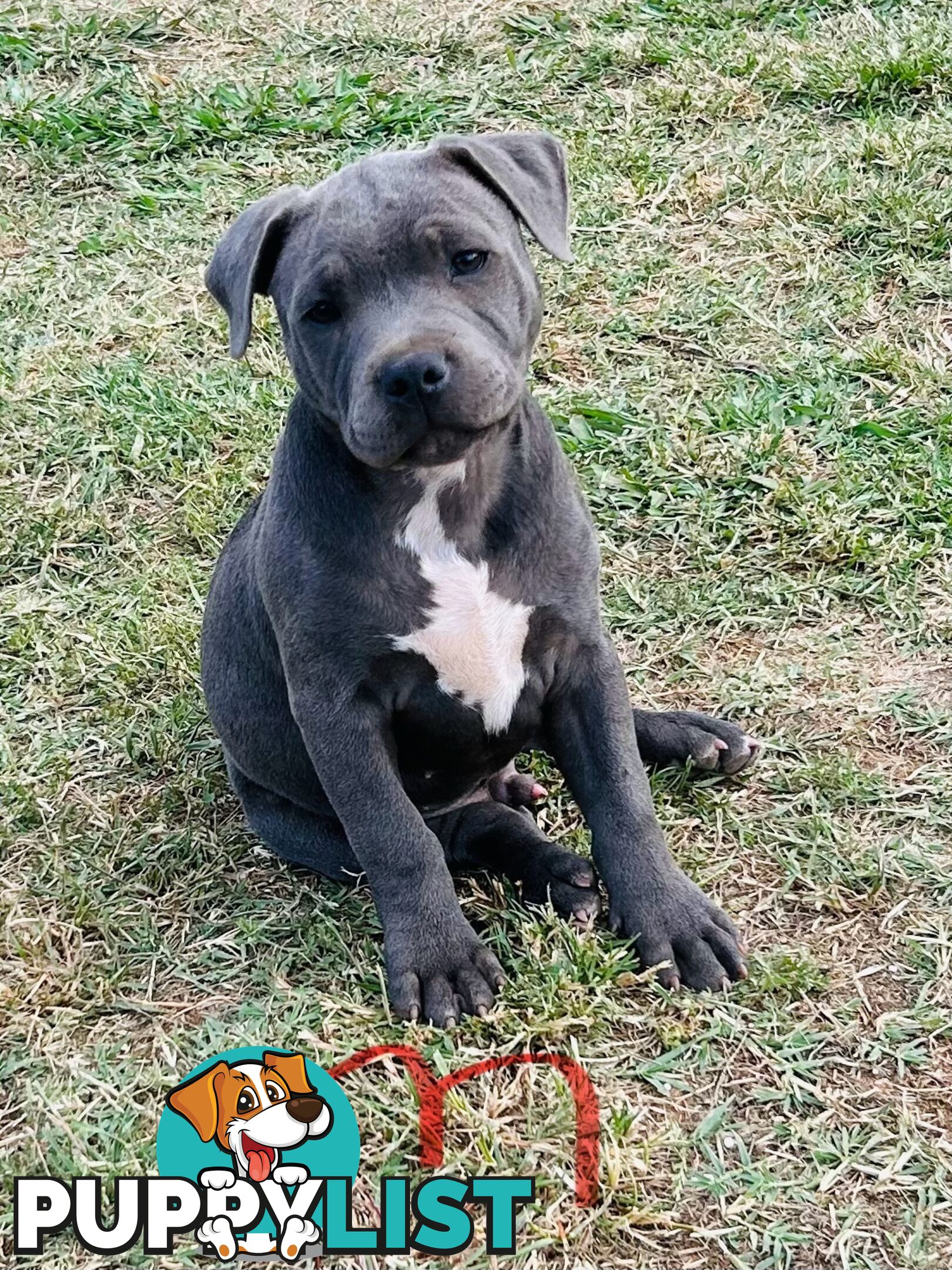 Pure Blue English Staffy Pups