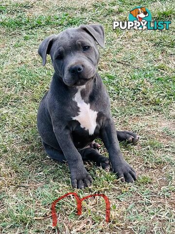 Pure Blue English Staffy Pups