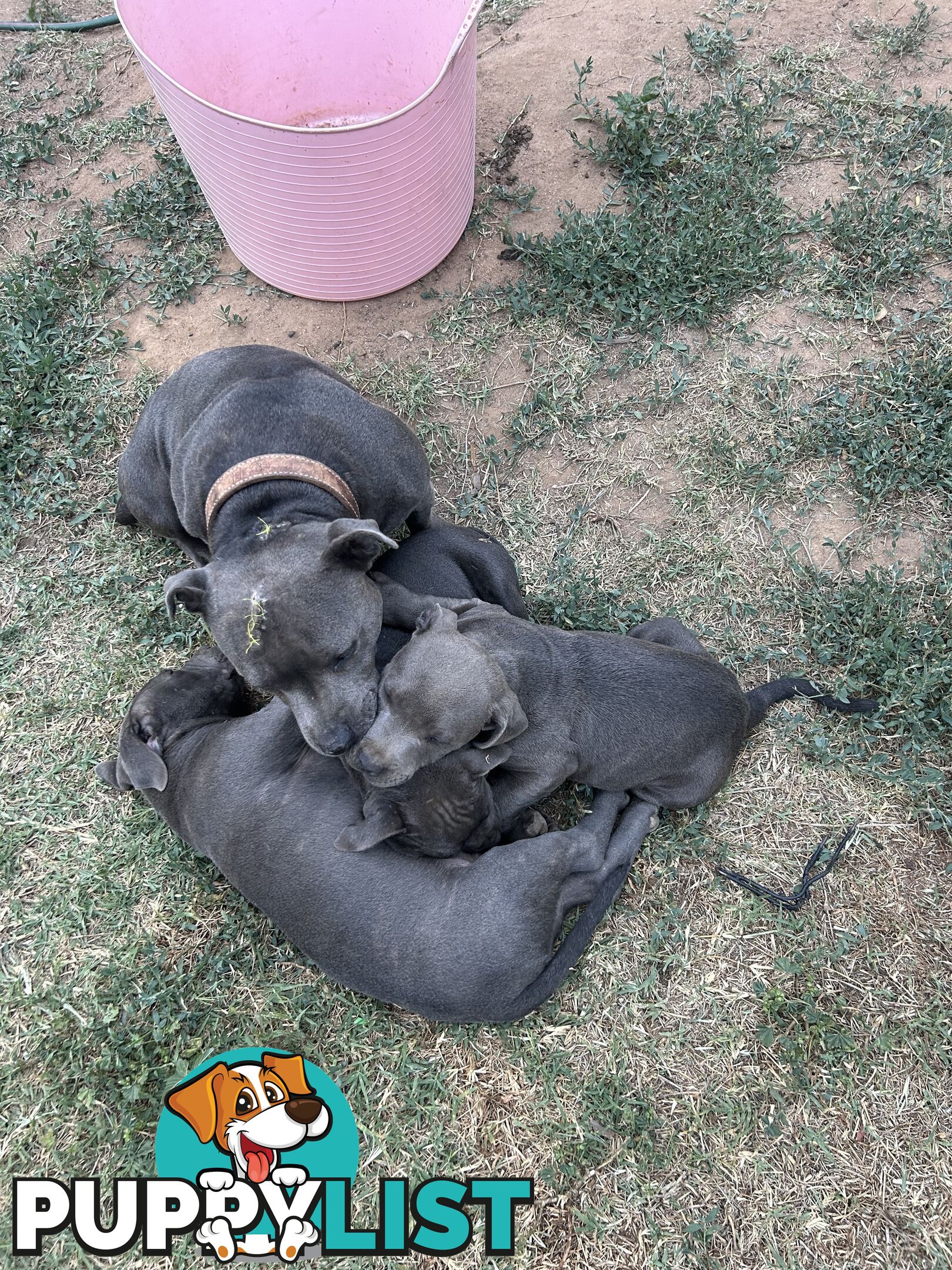 Pure Blue English Staffy Pups