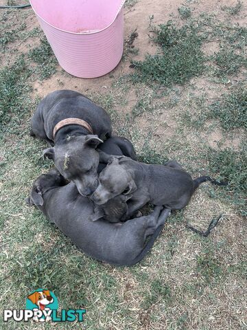 Pure Blue English Staffy Pups