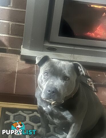 Pure Blue English Staffy Pups