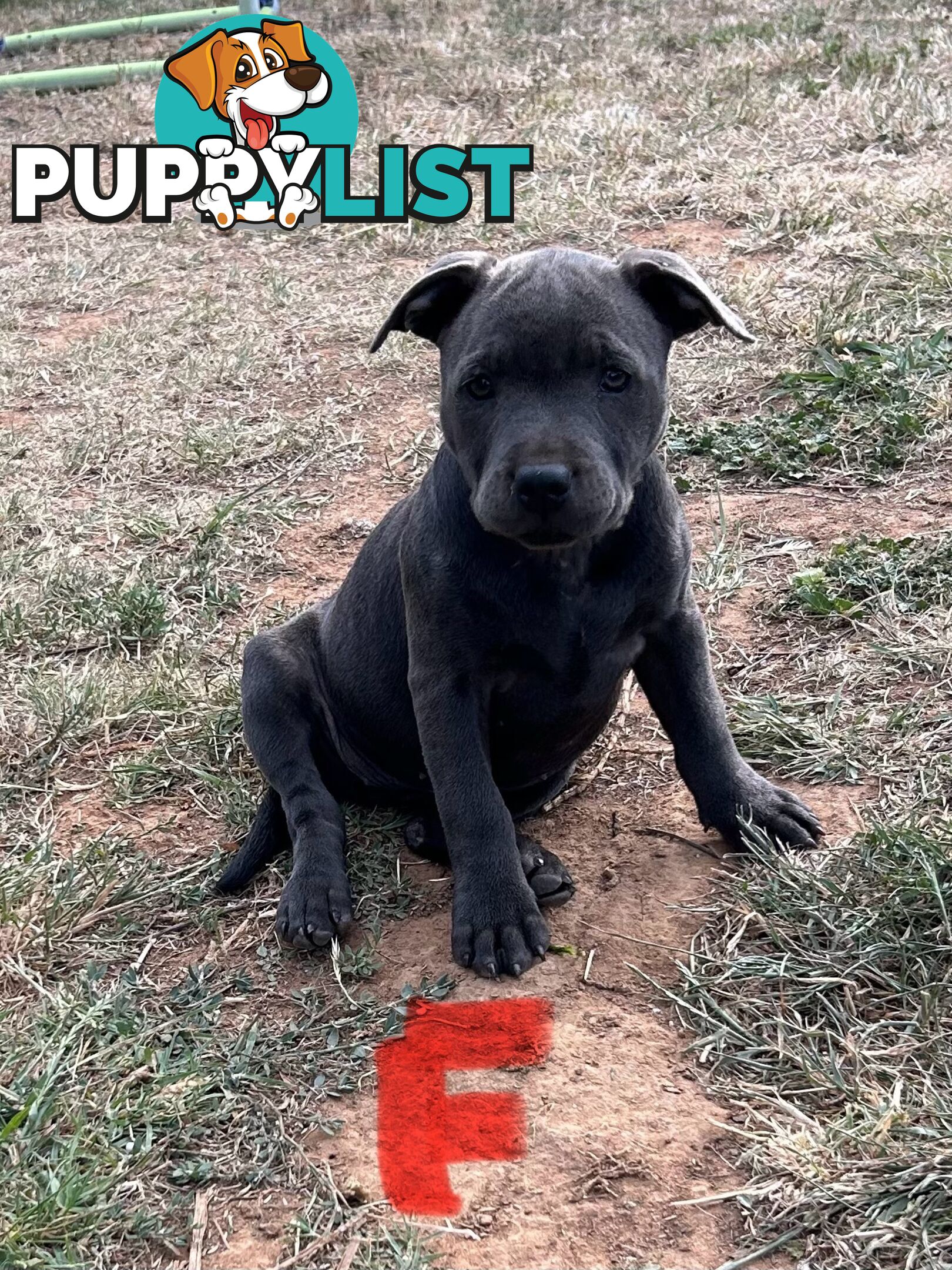 Pure Blue English Staffy Pups