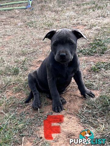 Pure Blue English Staffy Pups