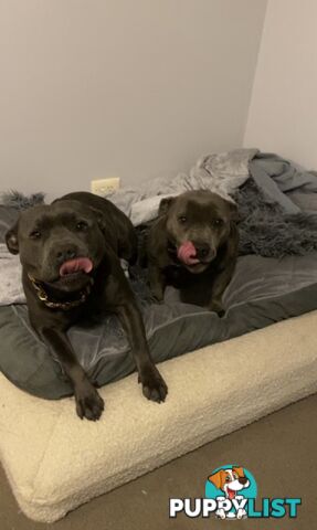 Pure Blue English Staffy Pups