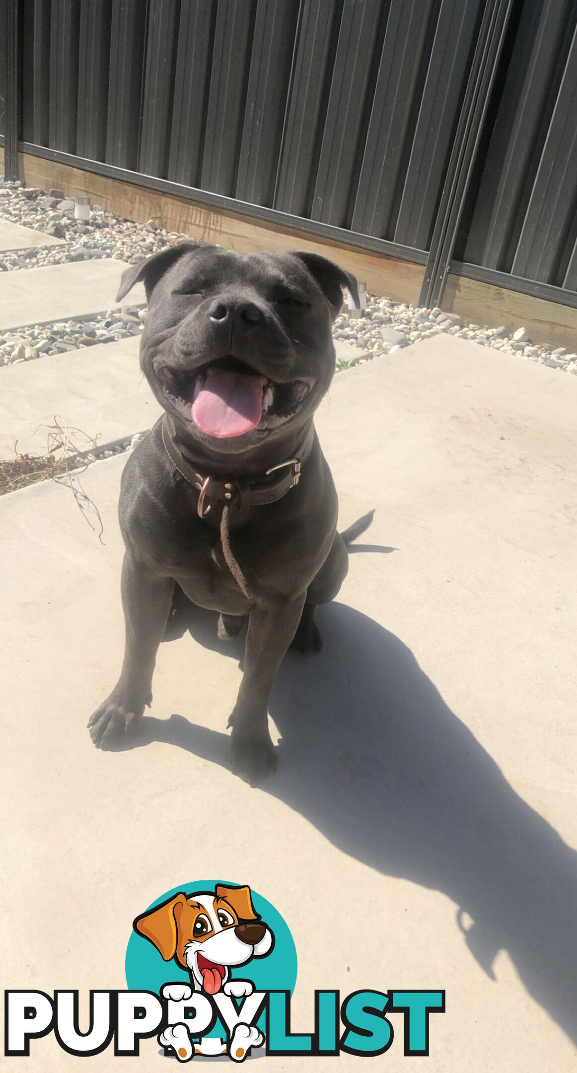 Pure Blue English Staffy Pups