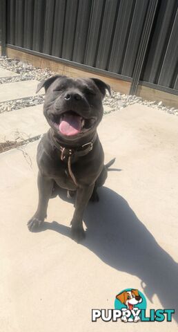 Pure Blue English Staffy Pups