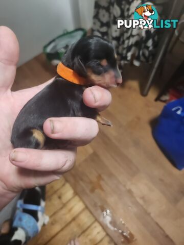 Dachshunds puppies