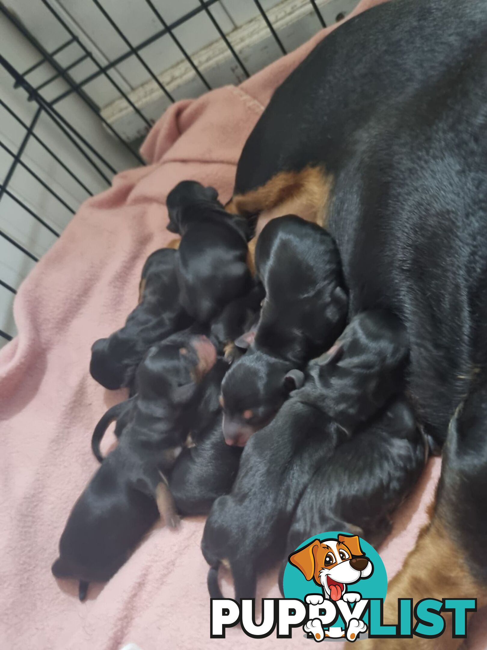 Dachshunds puppies