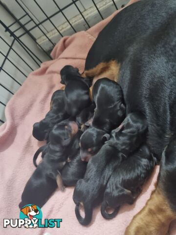 Dachshunds puppies