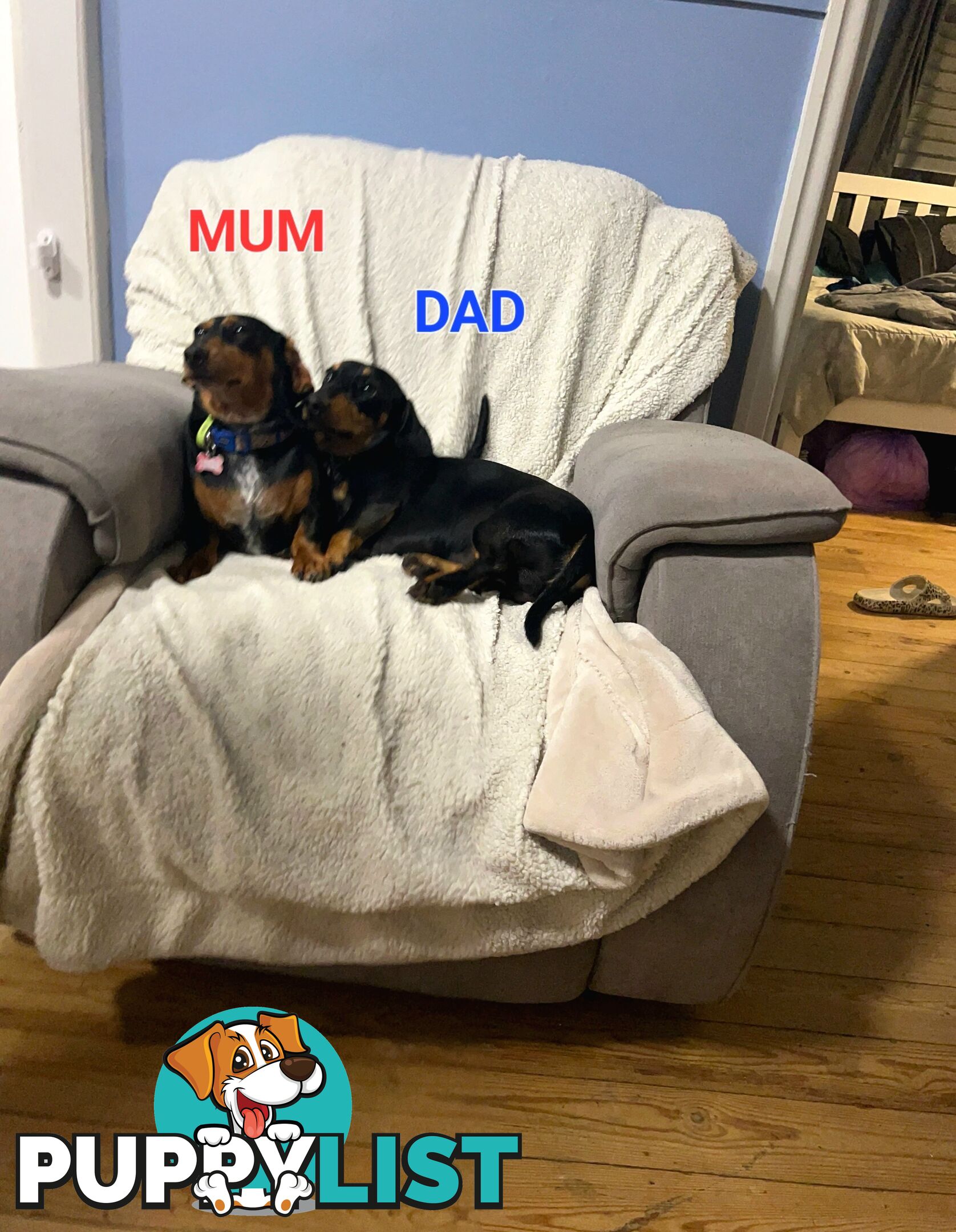 Dachshunds puppies