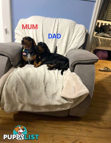 Dachshunds puppies