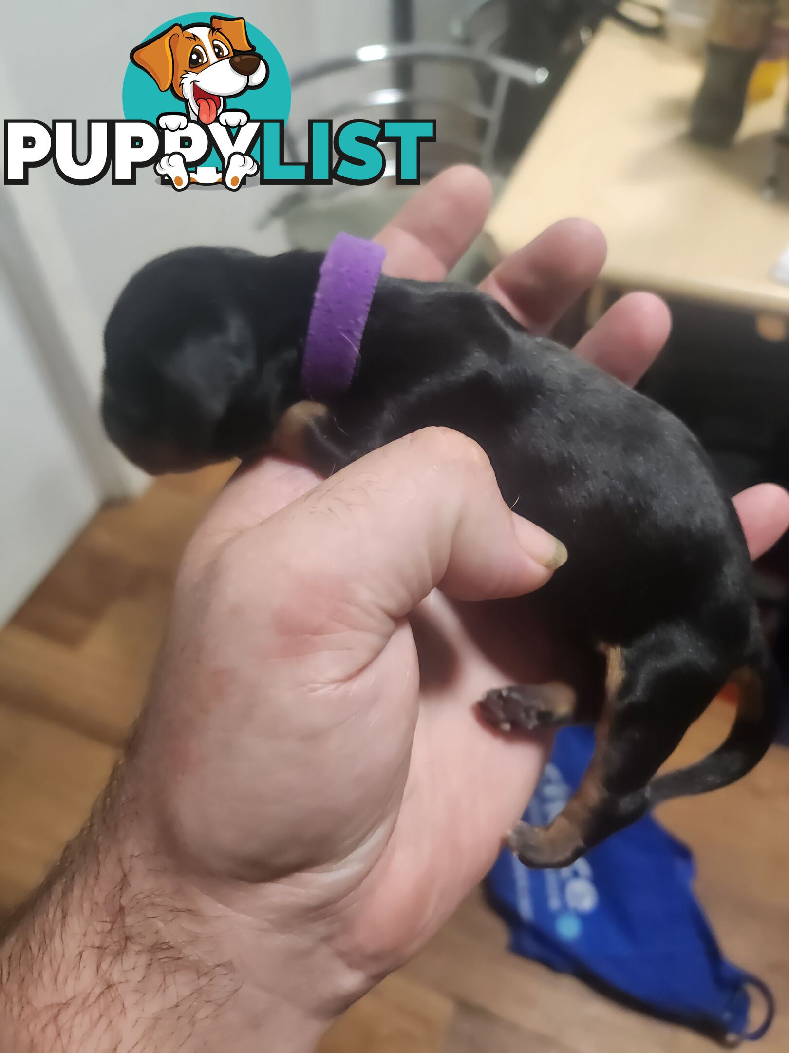 Dachshunds puppies