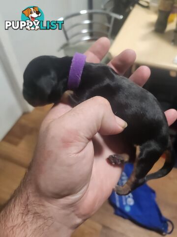 Dachshunds puppies