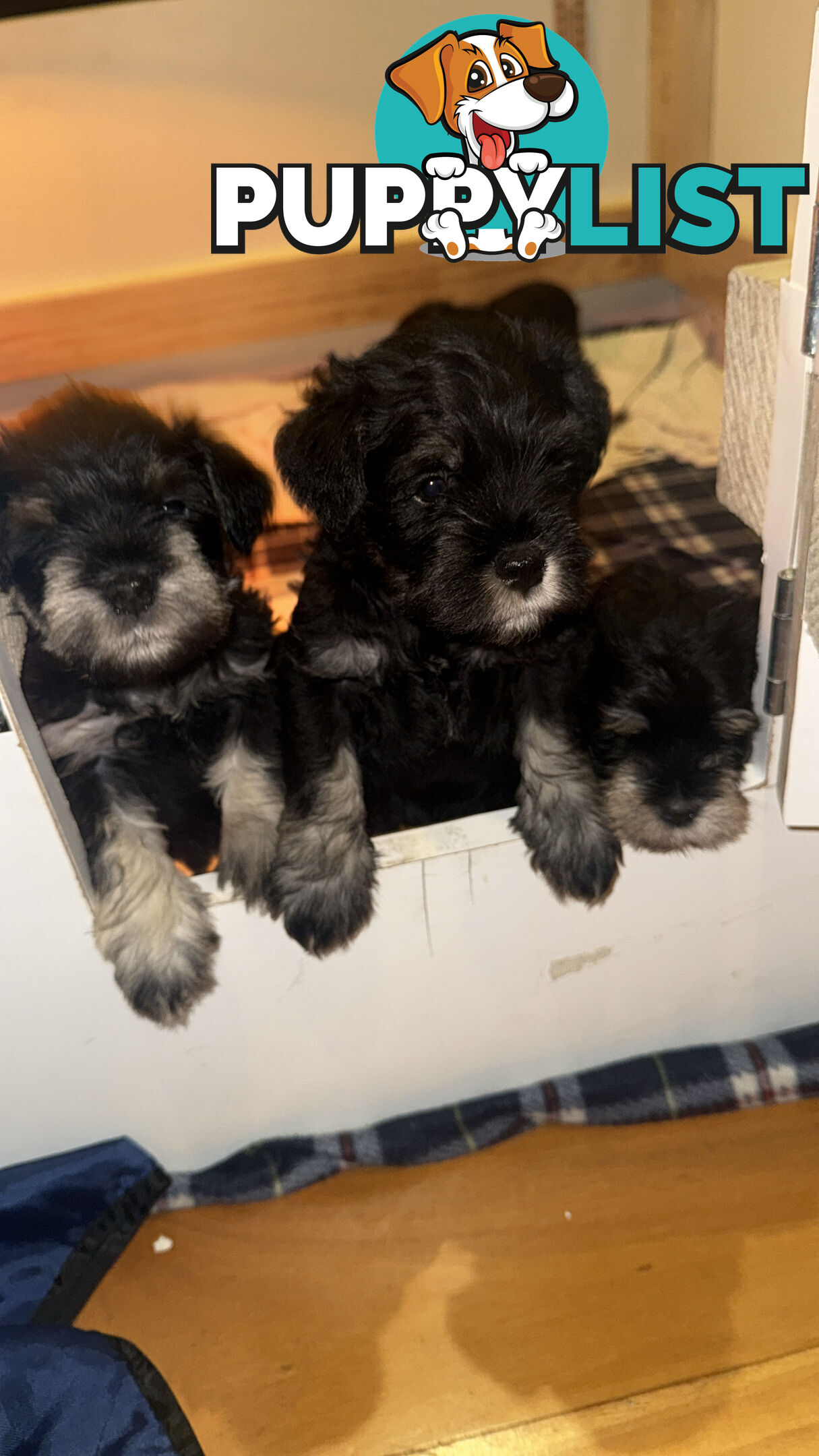 Miniature Schnauzer Puppies 6.5 weeks old