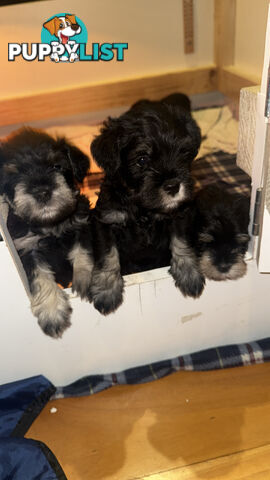 Miniature Schnauzer Puppies 6.5 weeks old