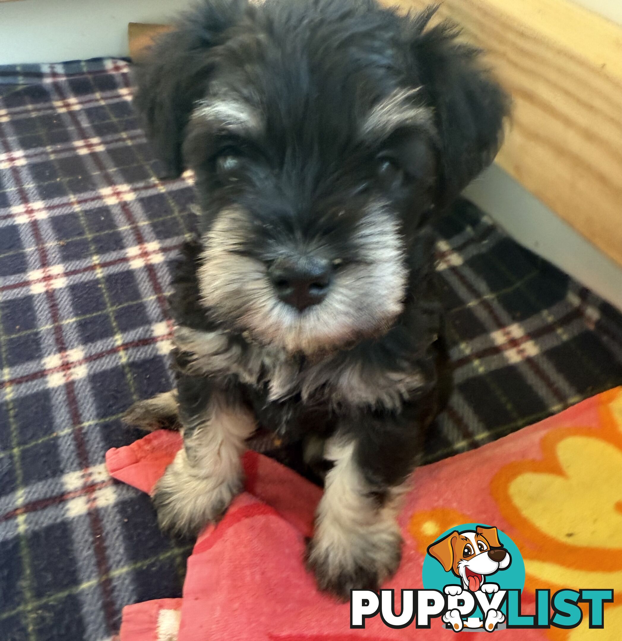 Miniature Schnauzer Puppies 6.5 weeks old
