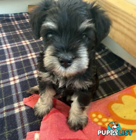 Miniature Schnauzer Puppies 6.5 weeks old