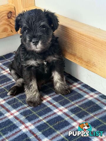 Miniature Schnauzer Puppies 6.5 weeks old