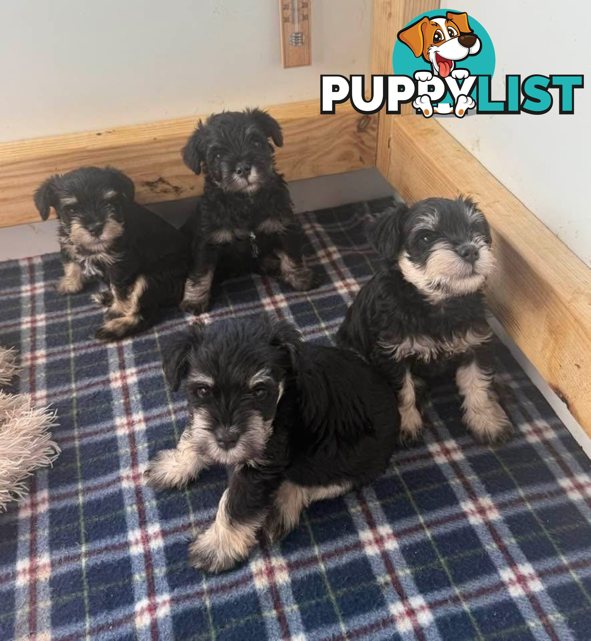 Miniature Schnauzer Puppies 6.5 weeks old
