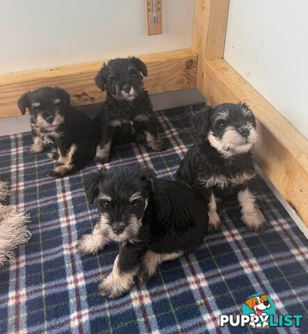 Miniature Schnauzer Puppies 6.5 weeks old