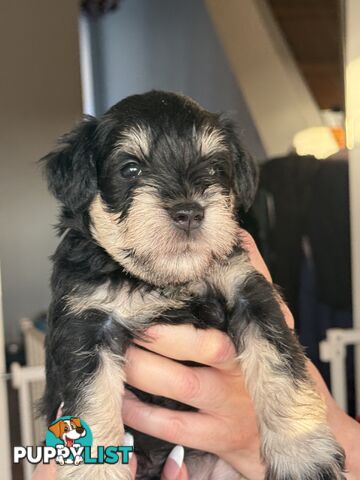 Miniature Schnauzer Puppies 6.5 weeks old