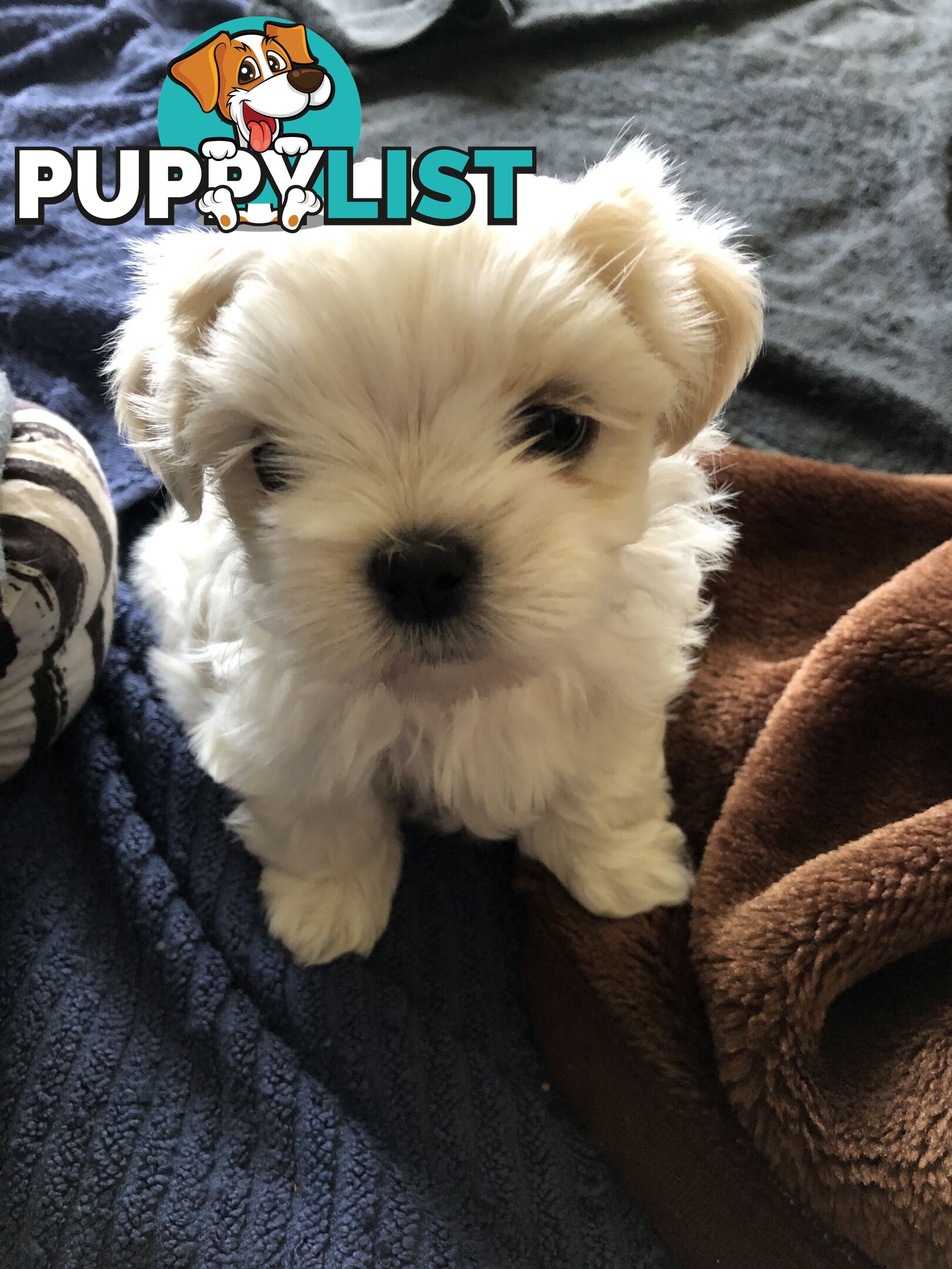 Maltese Shih Tzu Puppies