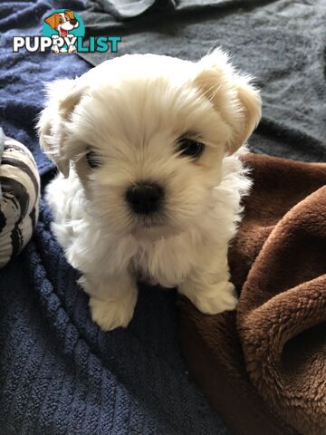 Maltese Shih Tzu Puppies