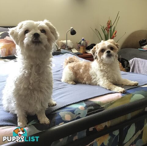 Maltese Shih Tzu Puppies