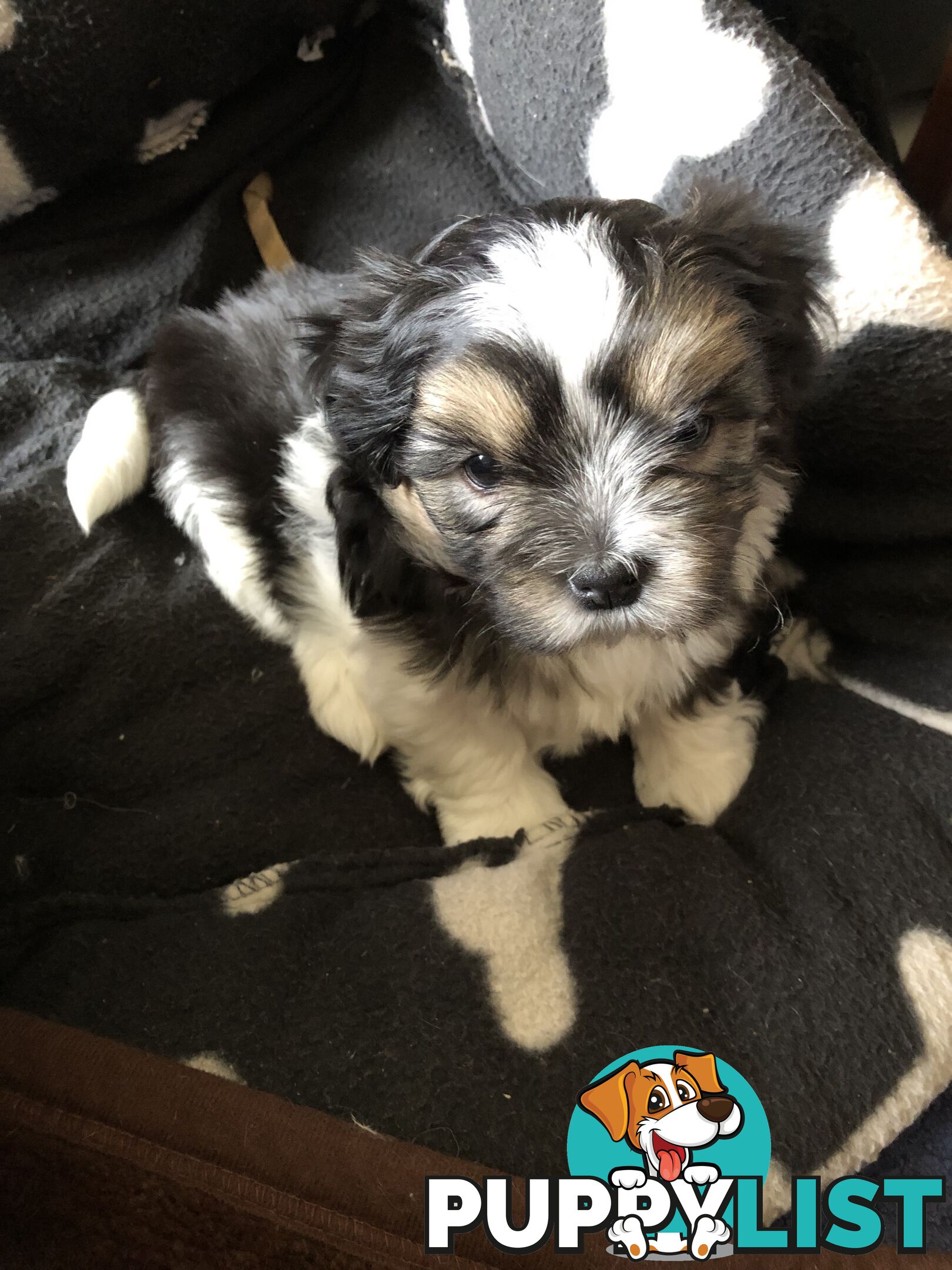 Maltese Shih Tzu Puppies