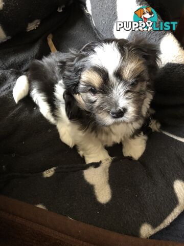 Maltese Shih Tzu Puppies