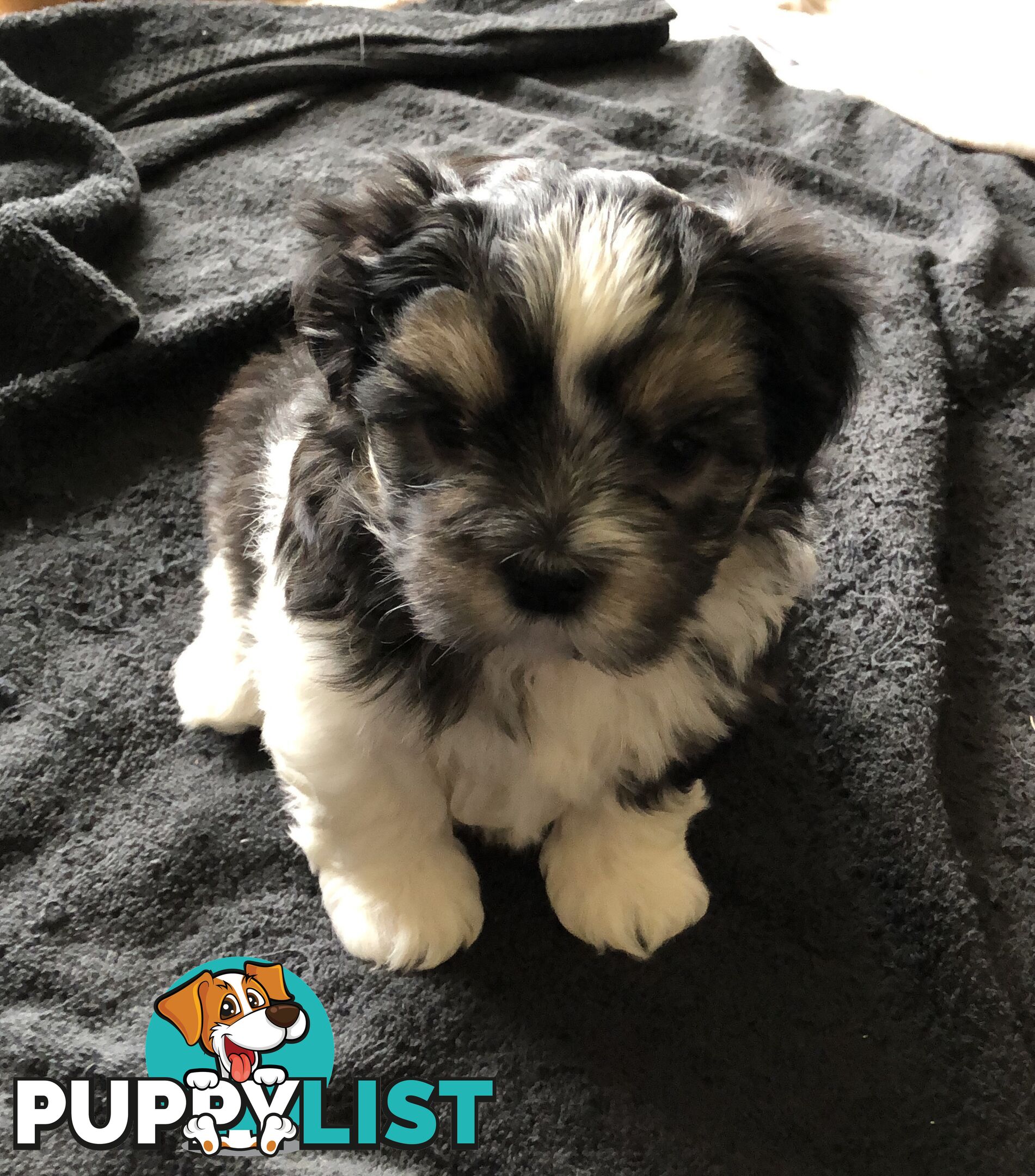 Maltese Shih Tzu Puppies