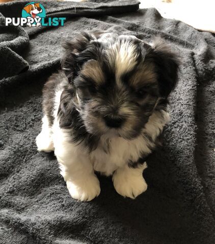 Maltese Shih Tzu Puppies