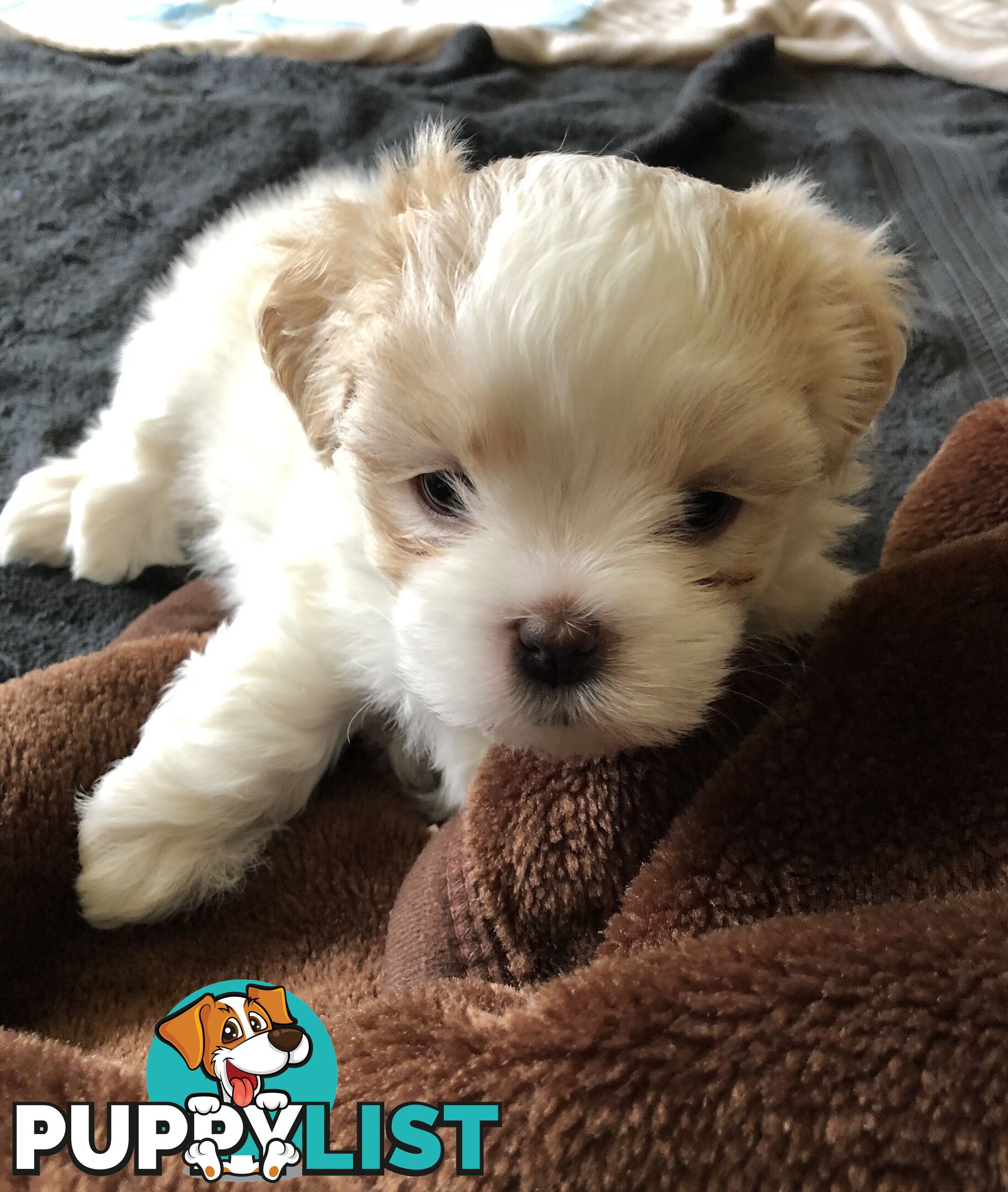 Maltese Shih Tzu Puppies