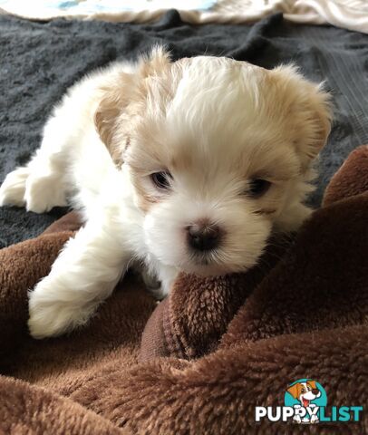 Maltese Shih Tzu Puppies