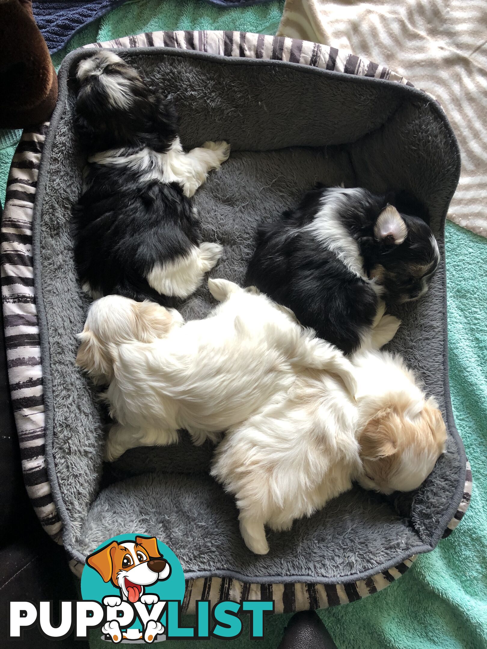 Maltese Shih Tzu Puppies