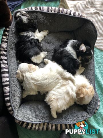 Maltese Shih Tzu Puppies