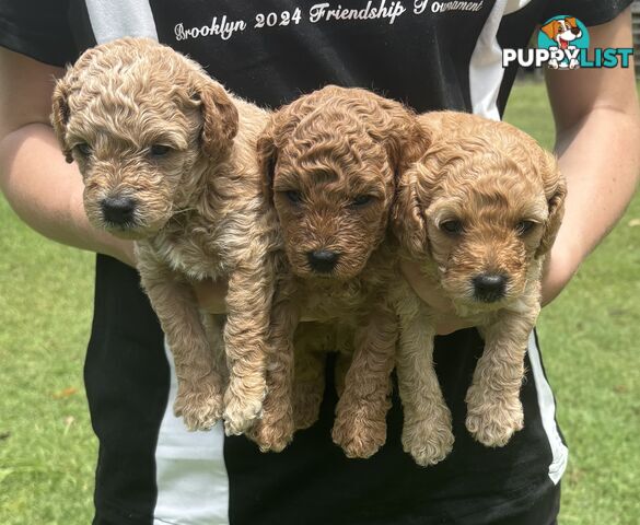 Teddy Bear Toy Cavoodle