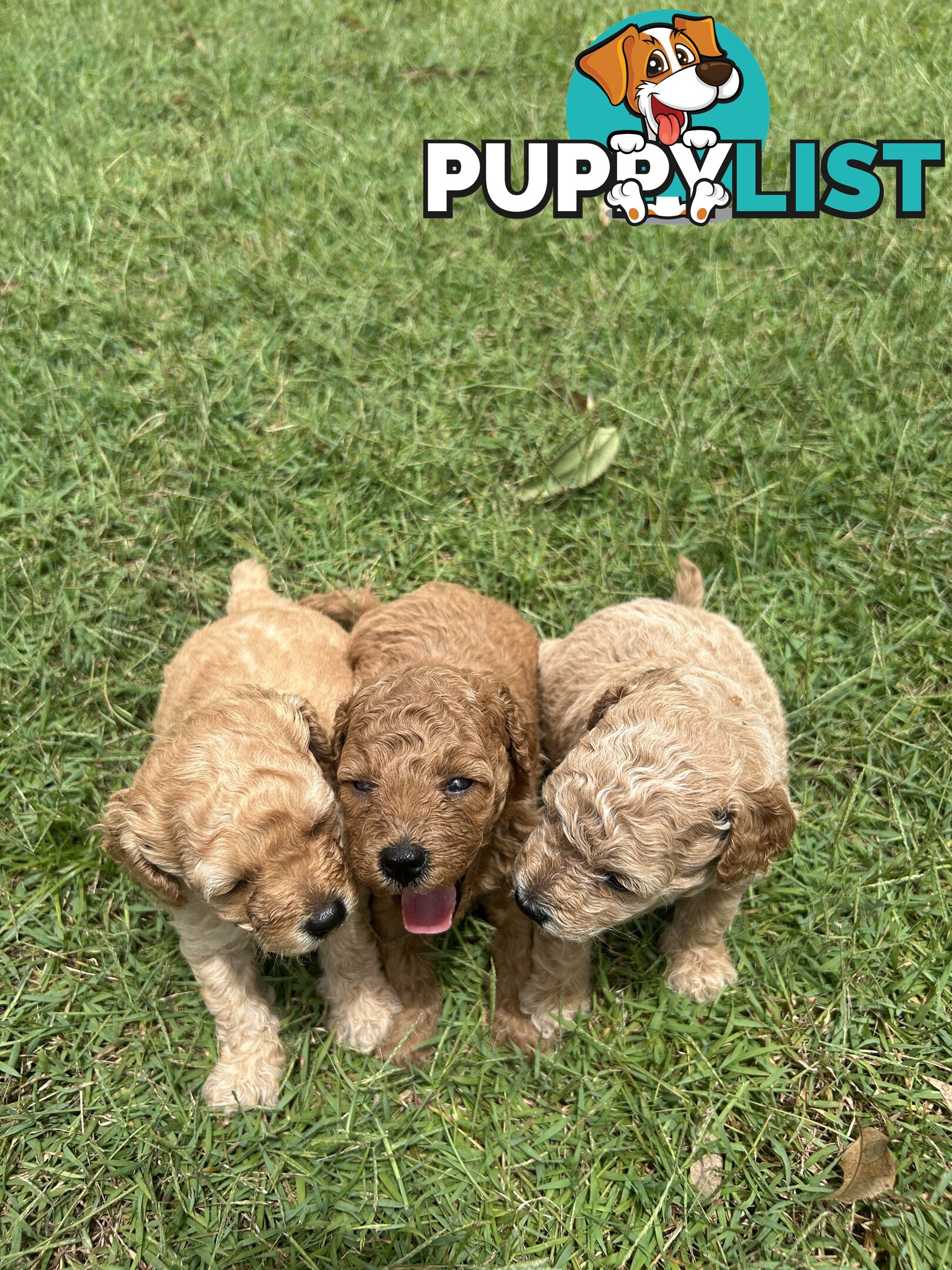 Teddy Bear Toy Cavoodle