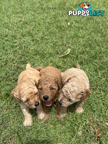 Teddy Bear Toy Cavoodle