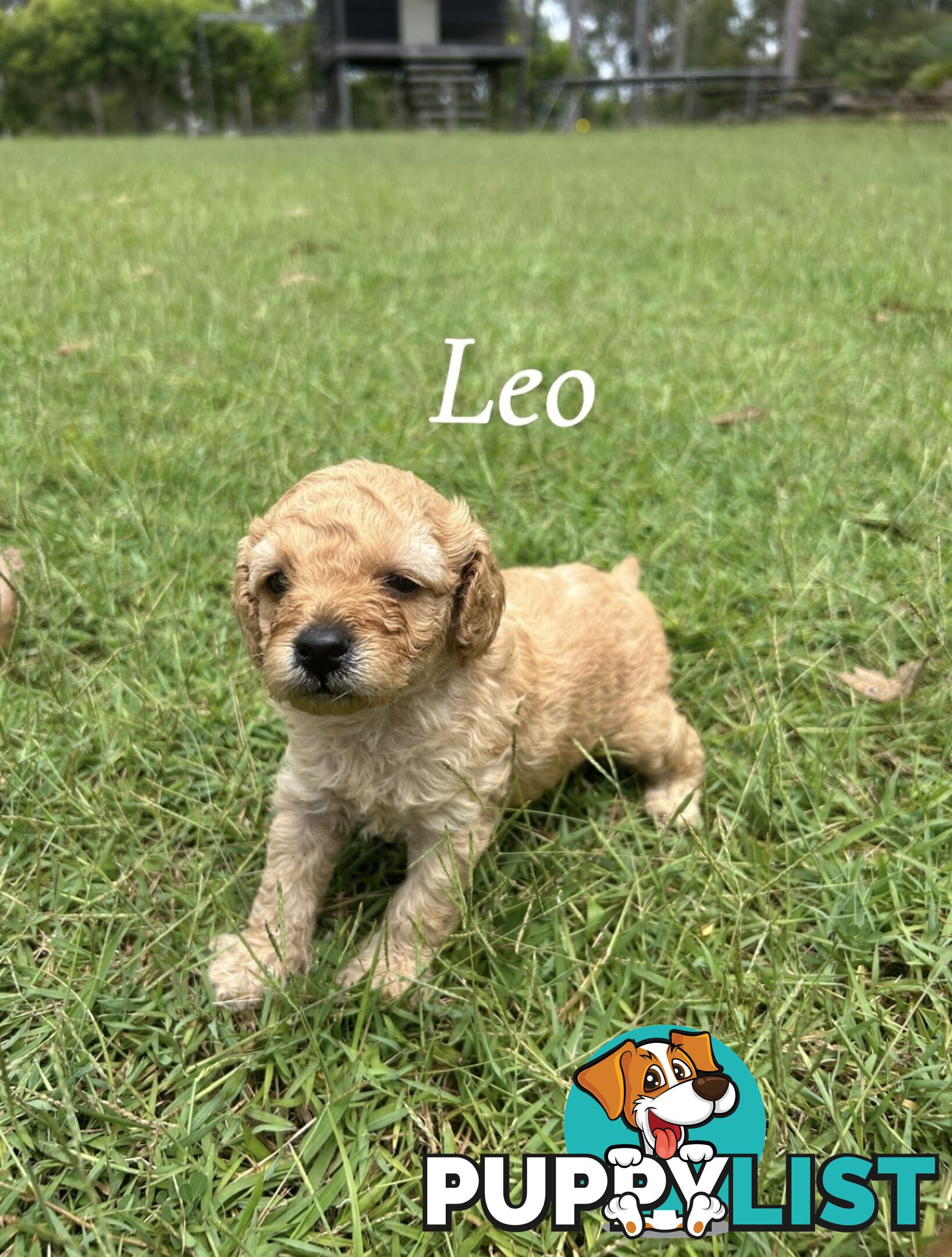 Teddy Bear Toy Cavoodle