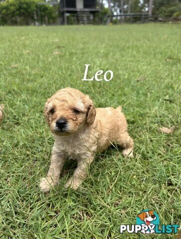 Teddy Bear Toy Cavoodle